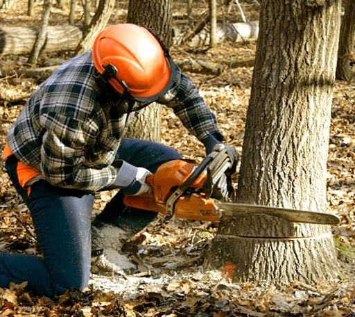 Tree Removal in Tennessee Colony, TX